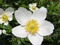 Anemone sylvestris (fam Renonculacees) (Europe, Asie occidentale) (6) (Photo F. Mrugala)